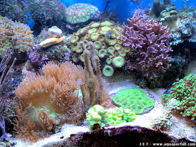 aquarium nano-récifal de 100 litres