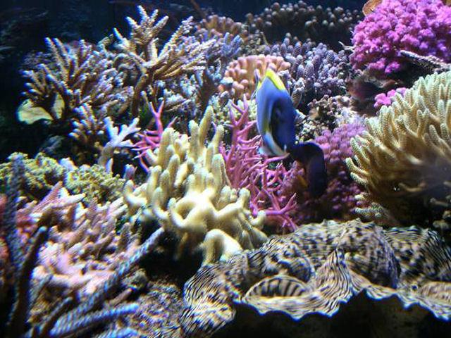 Aquarium récifal et passion des aquariums récifaux