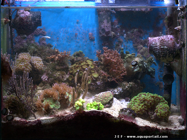 Nano-aquarium récifal de 100 litres en méthode DSB